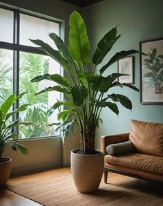 Growing trees indoors may seem challenging, but there are several species well-suited to life within the confines of our homes. Indoor trees can range from #scandinavian #living #room #ideas Living Room With Big Plants, Grouping Plants Together Indoors, Huge Indoor Plants, Indoor Plants For Living Room, Indoor Plant Design, House Trees Indoor, Large Potted Plants Indoor, Big Plants Indoor, Big Plants Indoor Living Rooms