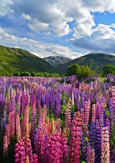 a field full of purple flowers with mountains in the background