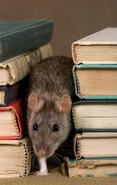 a rodent peeking out from between several books on a table with one mouse in it's mouth