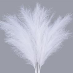 white feathers are in a vase on a gray background