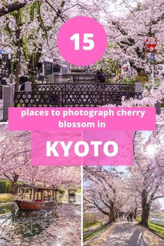 cherry blossom trees in bloom with the words 15 places to photograph cherry blossoms in tokyo