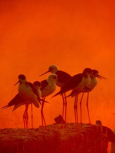 three birds standing on top of a wooden post in front of an orange sky with clouds