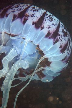 an underwater jellyfish swimming in the water