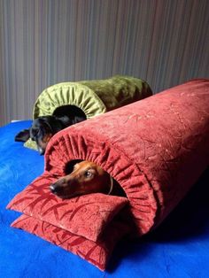 two dogs are laying on pillows in the same bed as one looks up at them