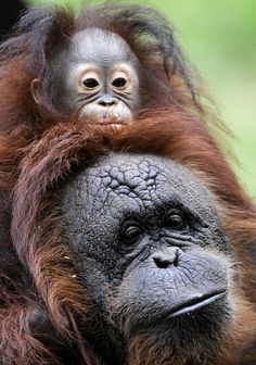 an adult oranguel holding the baby on its back