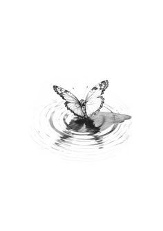 a black and white photo of a butterfly in the water