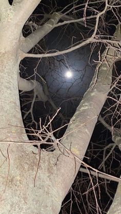 the moon shines brightly through the branches of a tree at night, with no leaves on it