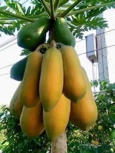 a bunch of bananas hanging from a tree