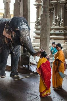 an elephant standing next to two women in sari