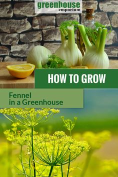 the cover of how to grow fennel in a greenhouse