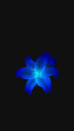 a blue flower is in the dark on a black background