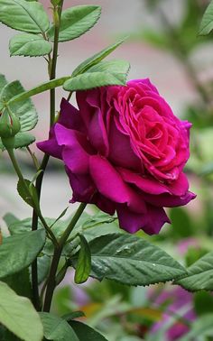 a pink rose with green leaves in the foreground and purple flowers in the background