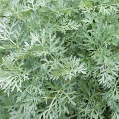 closeup of the leaves of a green plant