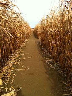 a dirt path between two rows of corn stalks