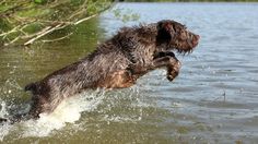 a dog jumping into the water to catch a frisbee in it's mouth