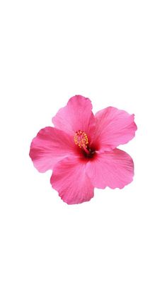 a single pink flower on a white background