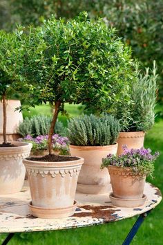 several potted plants sitting on top of a table in the middle of a garden