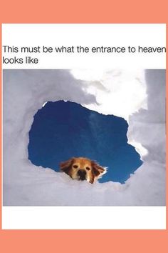 a dog is peeking out from behind a hole in the snow that says, this must be what the entrance to heaven looks like