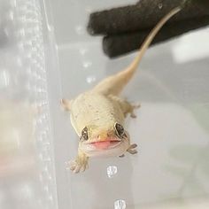 a small gecko is hanging upside down in the water