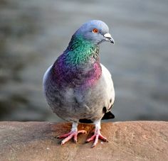 a pigeon with multicolored feathers standing on a rock