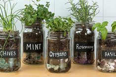 several jars filled with plants and rocks on top of a table