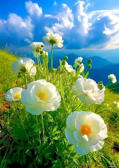 white flowers are growing on the side of a hill with blue skies in the background