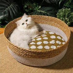 Handwoven Rattan Cat Bed - Wnkrs Lightweight Structure, Robust Design, Personal Space, Cat Owners, Cat Bed, The Chic, Chic Design, Pet Owners, Pet Accessories