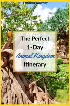 the perfect 1 - day animal kingdom itinerary