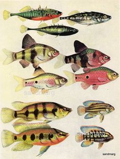 several different types of fish are shown in this vintage illustration from the early 1900's