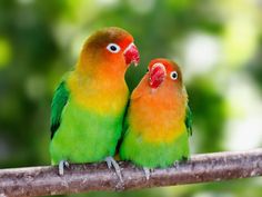 two colorful birds sitting on top of a tree branch