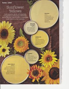 the sunflowers are yellow and brown in color