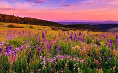 a field full of purple and yellow flowers with mountains in the background at sunset or dawn