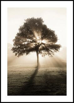 a black and white photo of a tree with the sun shining through it