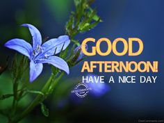 a blue flower with the words good afternoon have a nice day on it's side