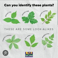 some leaves are shown with the words, can you identify these plants? there are some look - alikes