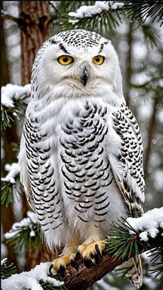 an owl sitting on top of a tree branch in the snow with yellow eyes and white feathers