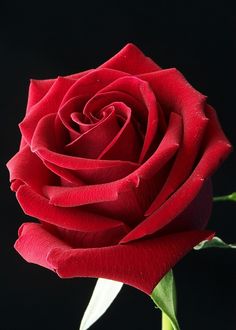 a single red rose on a black background