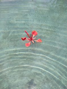 a red flower floating on top of water next to a sandy beach with ripples