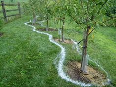 an apple tree planted in the middle of a garden with white chalk paint on it