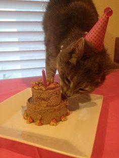 a cat sniffing a birthday cake on a table