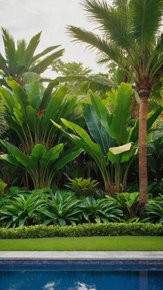 an empty swimming pool surrounded by tropical trees