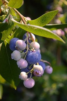 blue berries hanging from a tree branch with green leaves in the backgrounnd