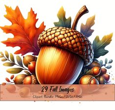 an acorn with leaves and acorns is shown in this fall images clipart bundle