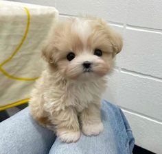 a small white dog sitting on top of someone's lap in front of a wall