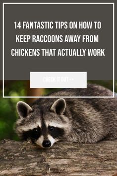 Use these tips and tricks to help you keep raccoons away from chickens. Learn how to protect your flock from predators.