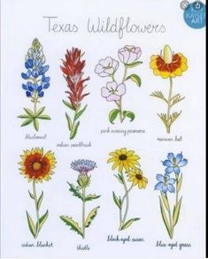 the texas wildflowers are shown in different colors