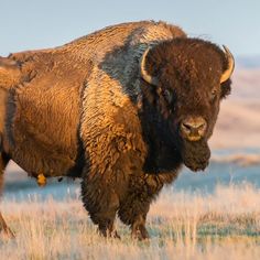 a large bison standing on top of a dry grass field