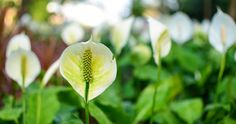 white flowers with green leaves in the background