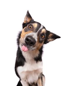 a close up of a dog with its tongue hanging out and looking at the camera