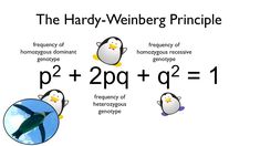 an image of a penguin with two penguins on it and the words, the harry - wei